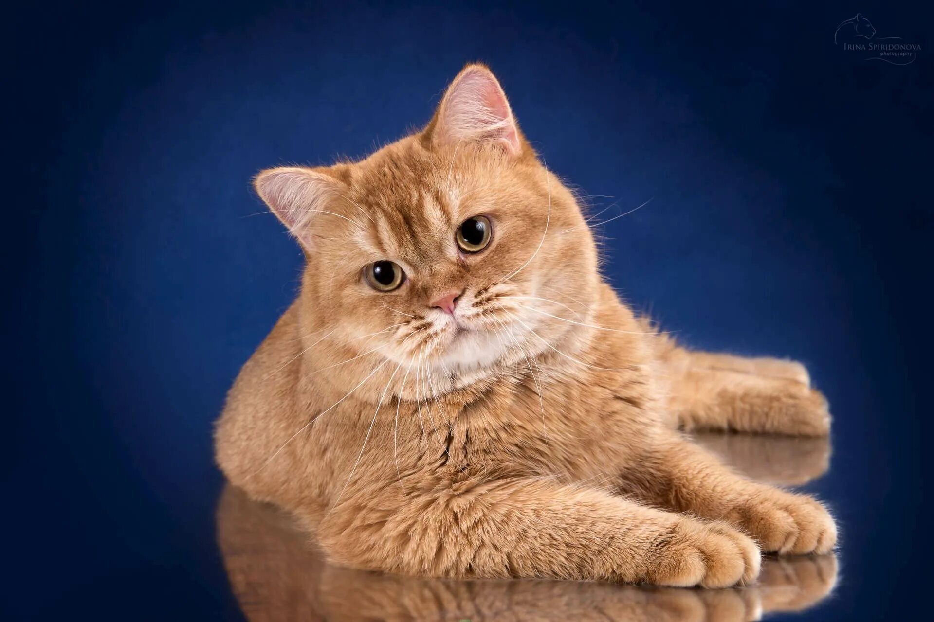 Рыжий британский кот. Британский короткошерстный кот рыжий. кот британец рыжий. британец кошка рыжая. британская короткошёрстная кошка рыжая.