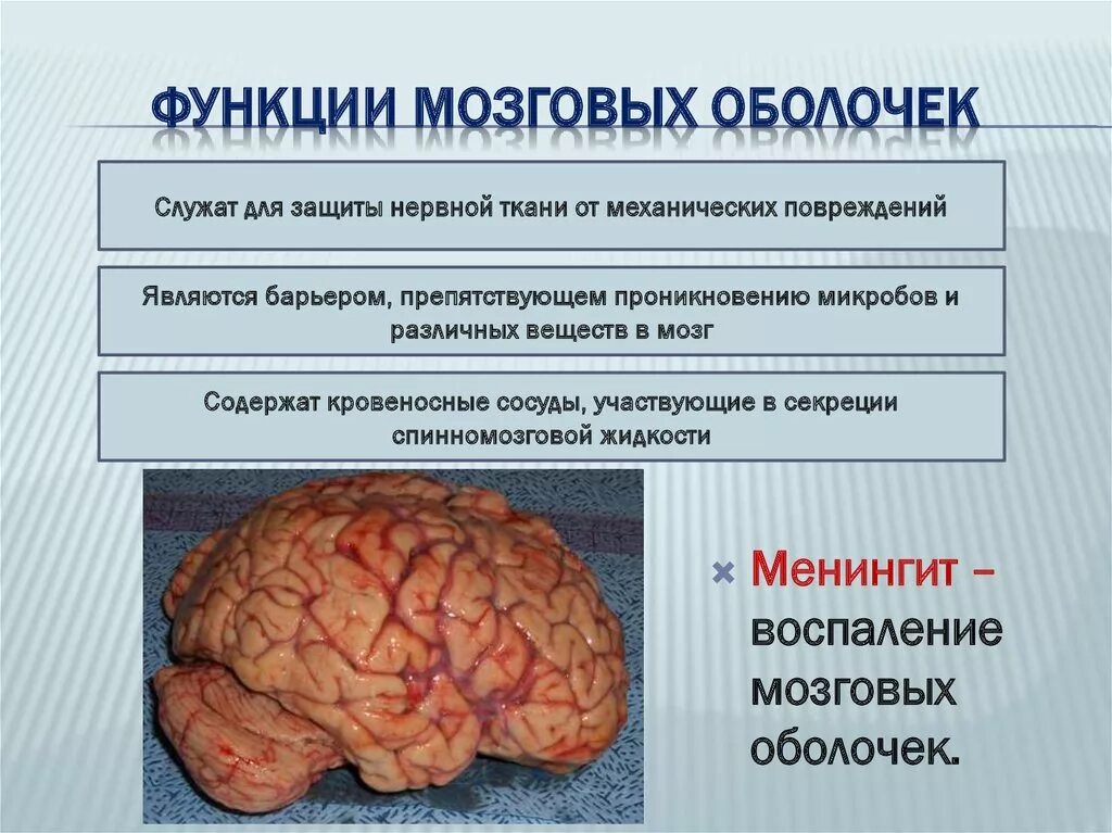 Какова роль мозга. Оболочки мозга и их функции. Строение и функции мозговых оболочек. Функции оболочек мозга. Строение и функции оболочек головного мозга.