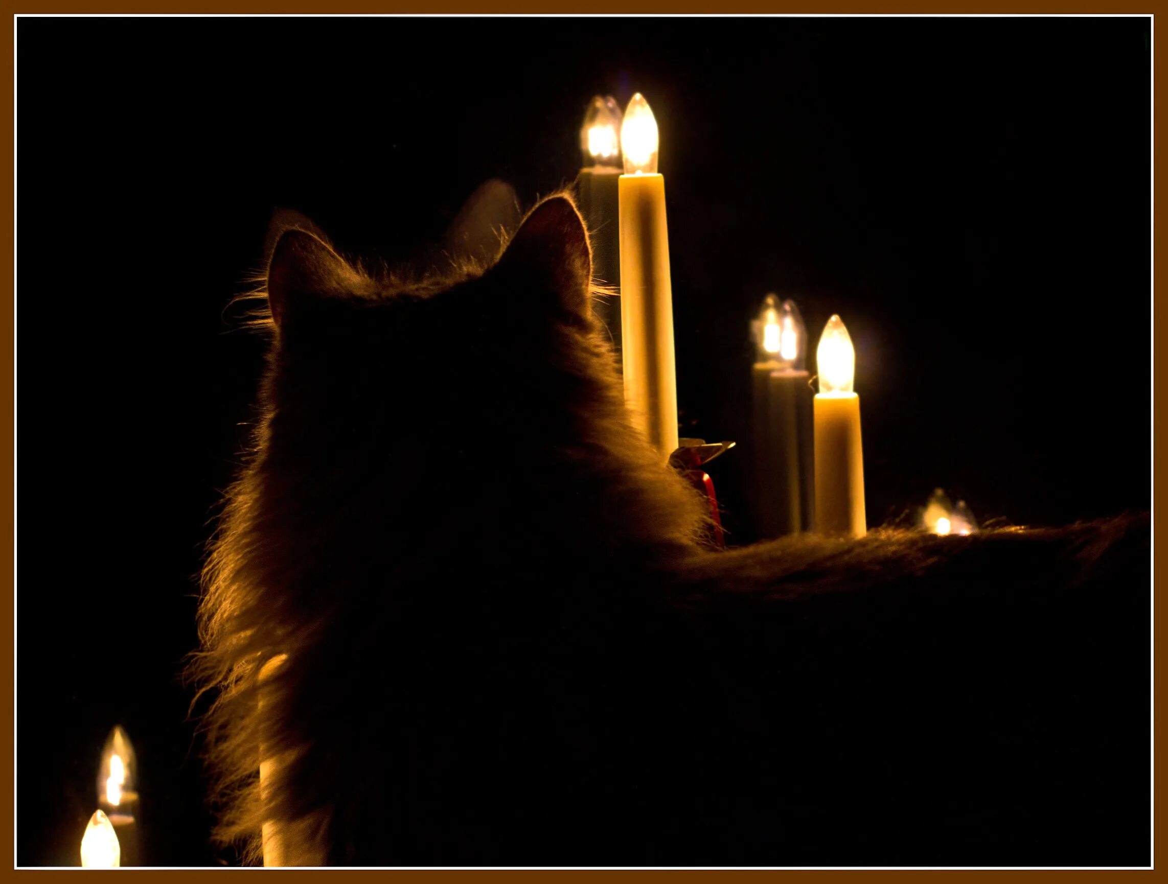 Коты и свечи. Свечка котик. Свечка котик. Кошка со свечкой. Свечка котик.