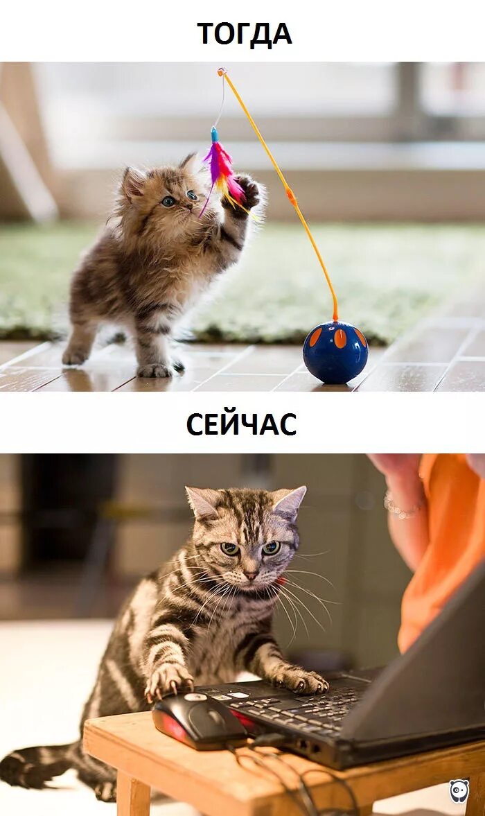 Кот изменит жизнь. Коты раньше и сейчас. жизнь кота. кот тогда и сейчас. коты раньше и сейчас мем.