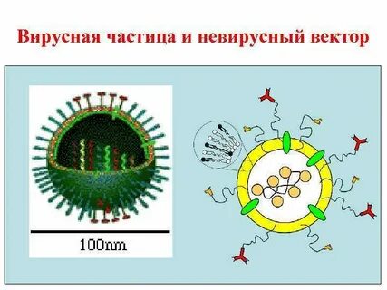 Вирусная система