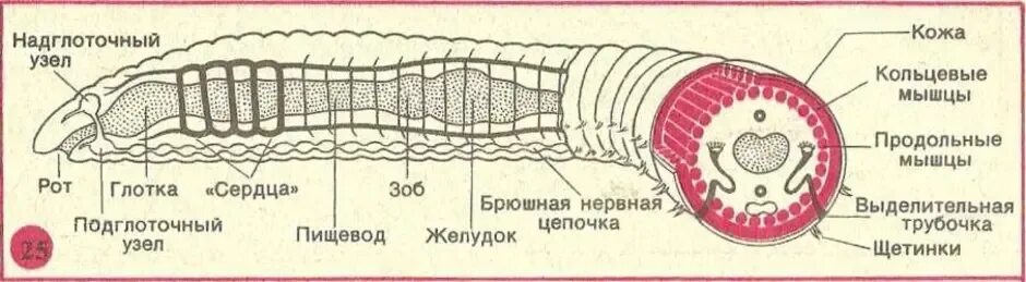 Мускулатура червя