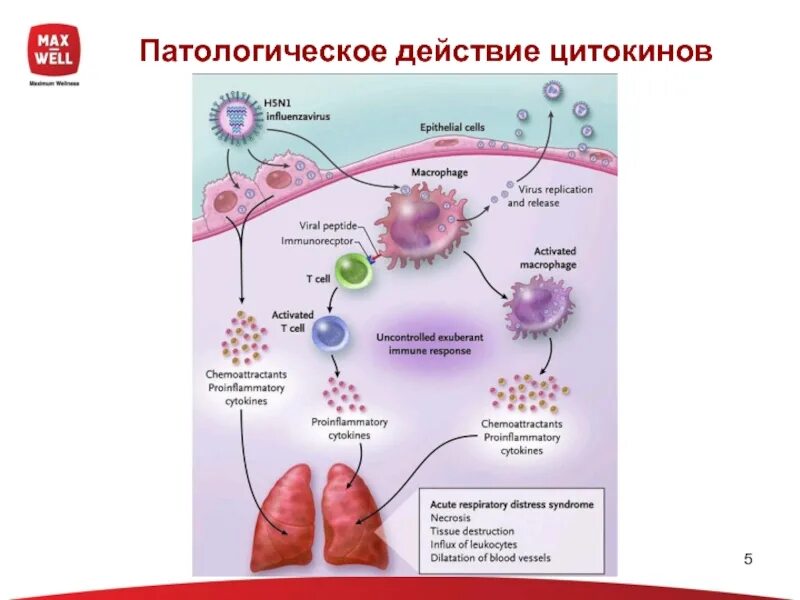 Коронавирус шторм. Цитокиновый шторм коронавирус. Ковид патогенез цитокиновый шторм. Механизм формирования цитокинового шторма. Цитокиновый шторм при коронавирусе ковид 19 схема.