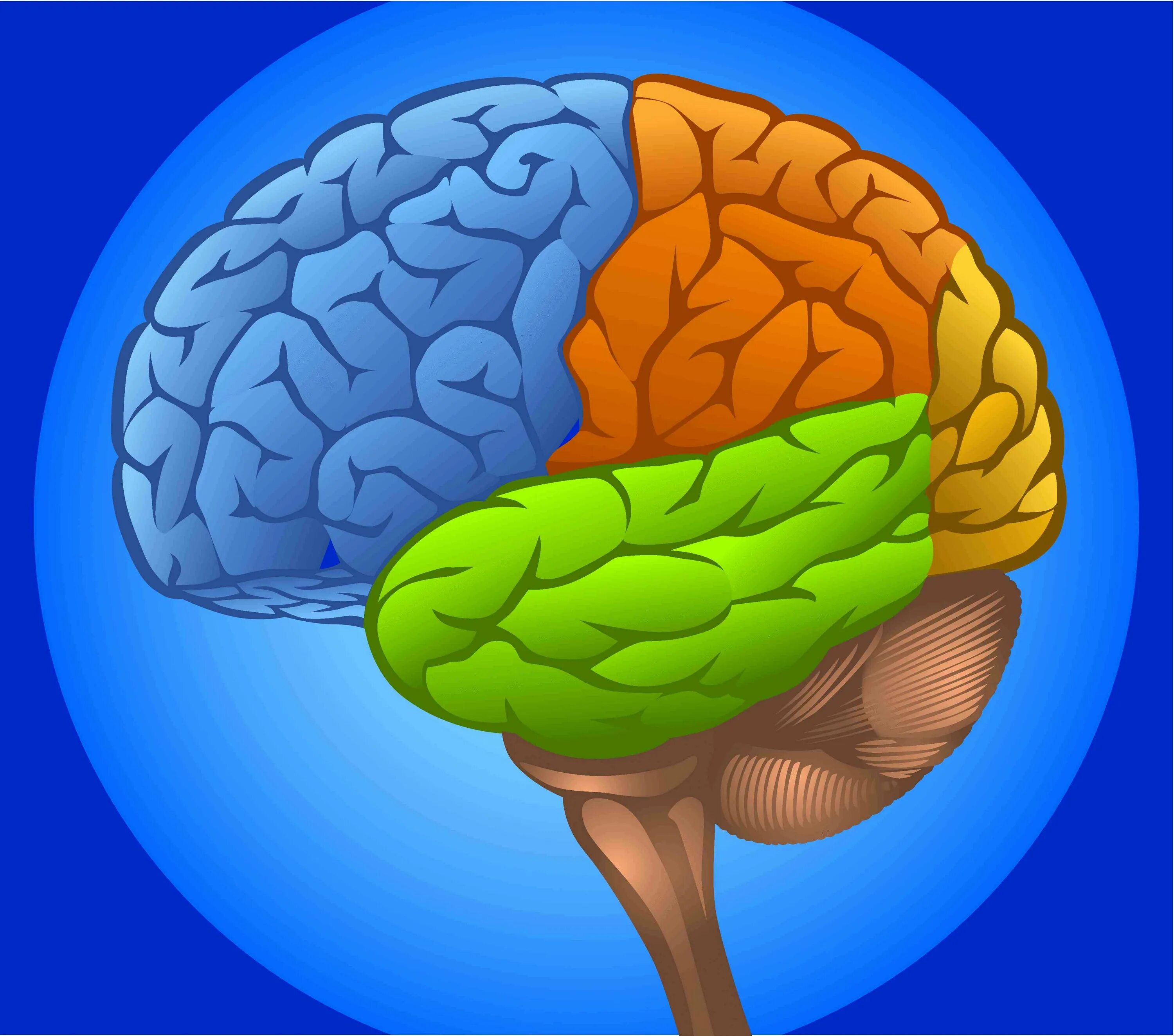 Мозг картинка. Орбитофронтальная кора головного мозга. Изображение головного мозга.