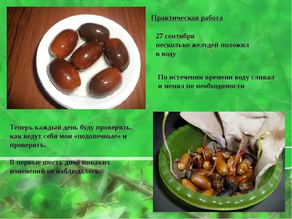 Виды желудей. Готовим кофе из желудей. Разновидности желудей дуба. Плоды дуба черешчатого. Жёлуди дуба применение.