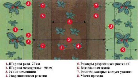 Посадка клубники в ряды расстояние