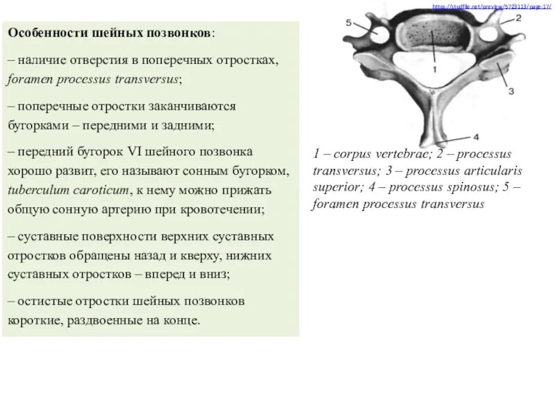 Особенности шейных позвонков. Шейные позвонки особенности. Шейные позвонки характеристика. Особенности 1 и 2 шейных позвонков.