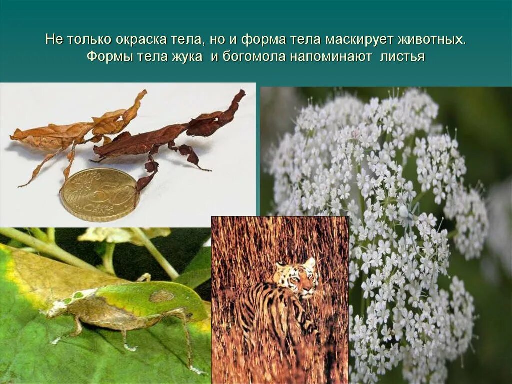 Черты приспособленности к условиям среды. Приспособленность организмов к окружающей среде. приспособление формы тела. обыкновенный богомол черты приспособленности к среде обитания. форма тела приспособленность.