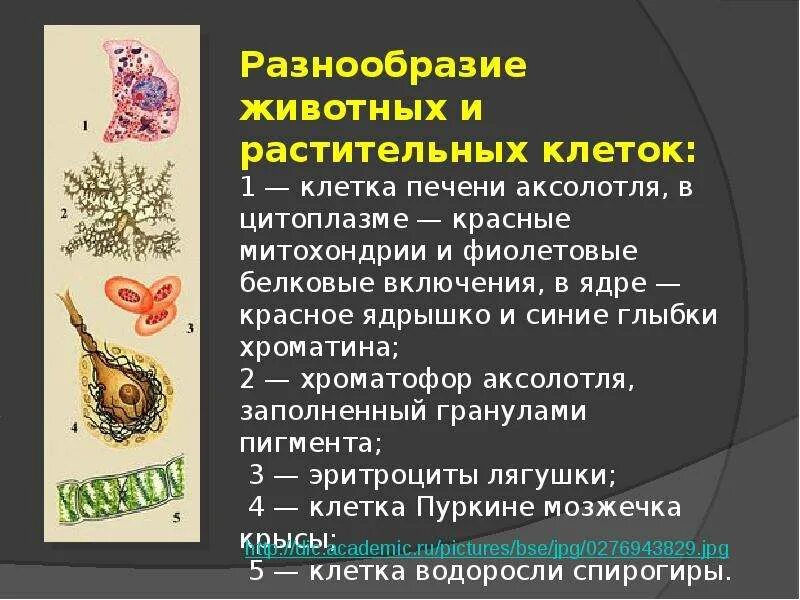 Разнообразие клеток организма. Разнообразие клеток. Многообразие клеток животных. Биология:многообразие клеток это. Многообразие клеток презентация.