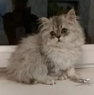 Шиншилла длинношерстная