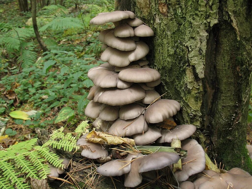 Вёшенка устричная. Вёшенка обыкновенная грибы. Вёшенка устричная (pleurotus ostreatus). Вёшенка обыкновенная. Вешенка обыкновенная (pleurotus ostreatus).