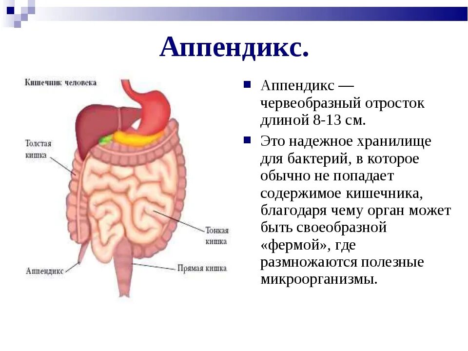 Какую функцию выполняет тонкий кишечник