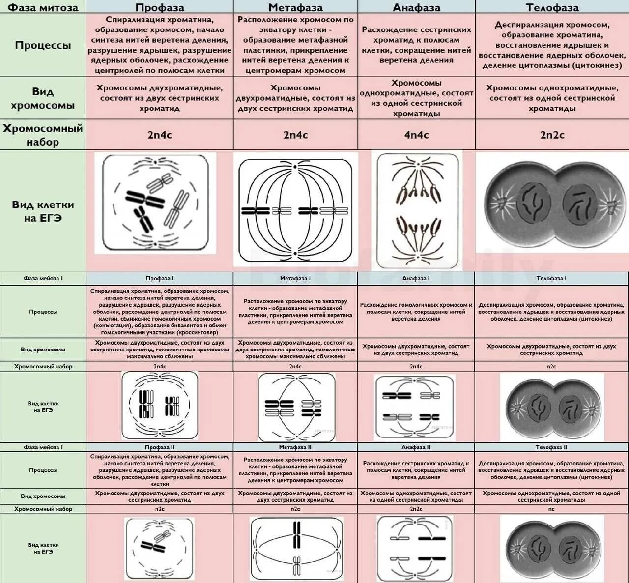 4n4c какая фаза. Схема митоза и мейоза ЕГЭ. Фазы митоза и мейоза ЕГЭ таблица. Митоз мейоз таблица ЕГЭ. Митоз формулы по фазам.