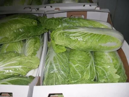 Пекинская капуста выдерживает заморозки