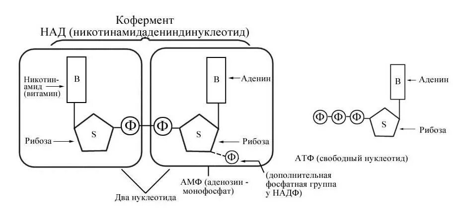 Механизм действия коферментов. Механизм действия коферментов над и НАДФ. АТФ над НАДФ ФАД. Строение АТФ биохимия.