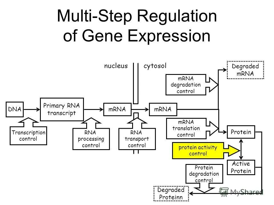 Can for permission and request. Regulation of gene expression by hormones. Circle things. What's happening, forum?. The circle of my control.