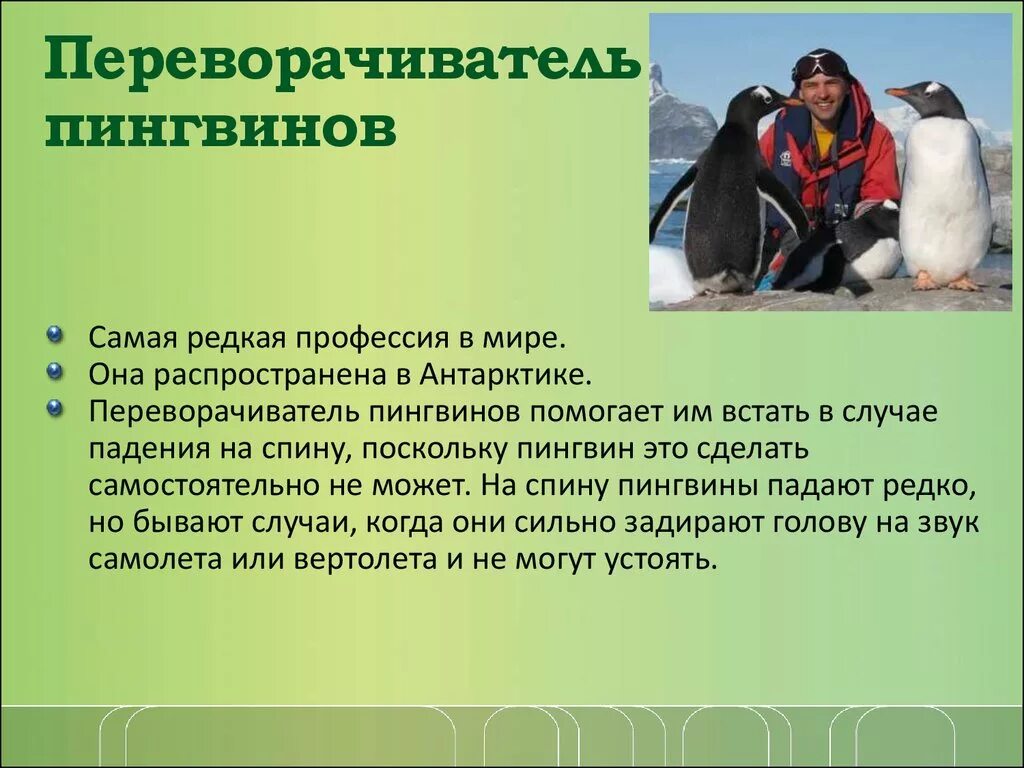 Редкие и необычные профессии. Переворачиватель пингвинов профессия. профессия переаоривать пингвинов. редкие профессии переворачиватель пингвинов. доклад о профессии переворачиватель пингвинов.