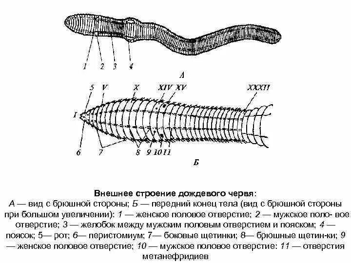 Передний и задний конец червя. Дождевой червь строение тела. Внешнее и внутренне строение дождевого червя. Строение дождевых червей схема. Внешнее строение тела дождевого червя.