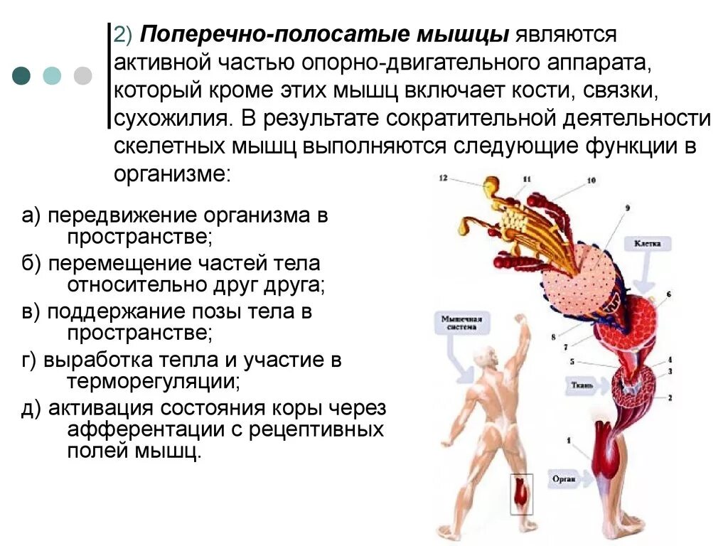 Двигательного аппарата и нервной