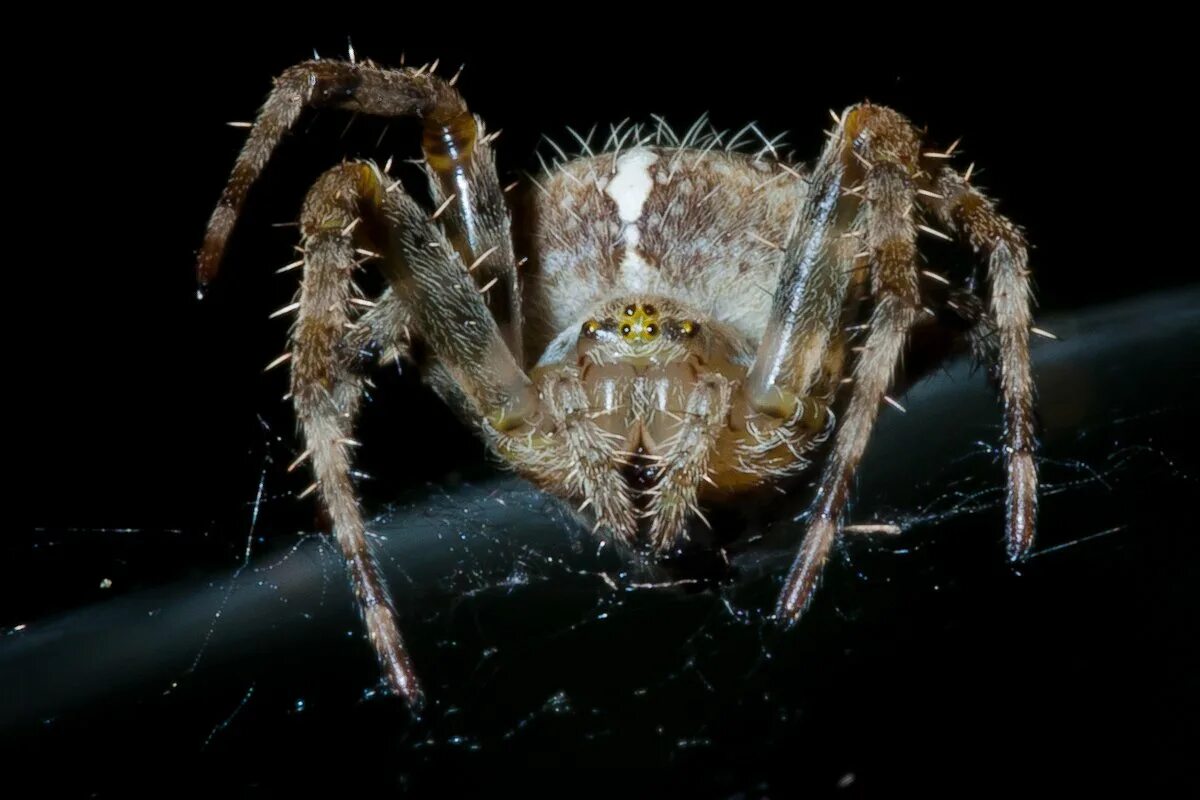 Гигантский паук. Страшные пауки гигантские. Spiders pictures