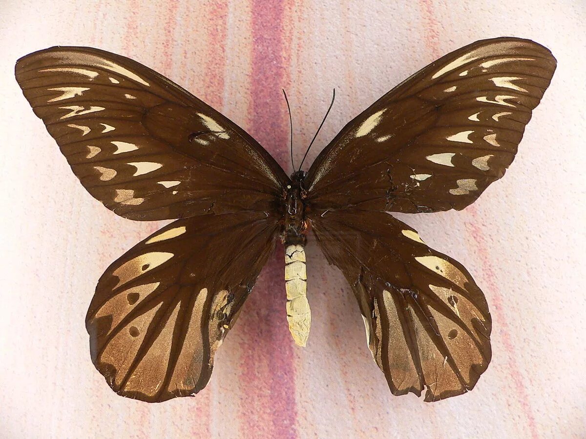 ミ ス テ リ-ハ ン タ- Beautiful butterflies, Beautiful bugs, Brown butterflies
