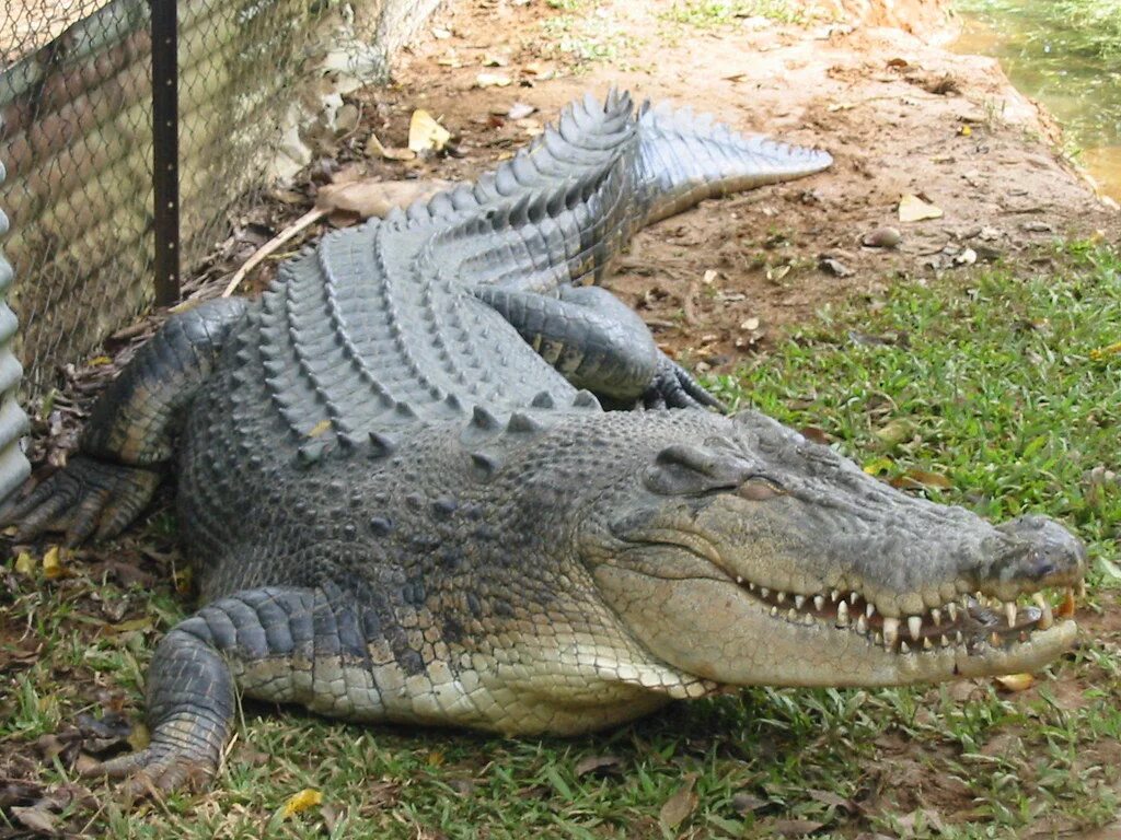 Колик крокодил. Нильский крокодил. Новогвинейский крокодил. Африка Нильский крокодил. Настоящие крокодилы.