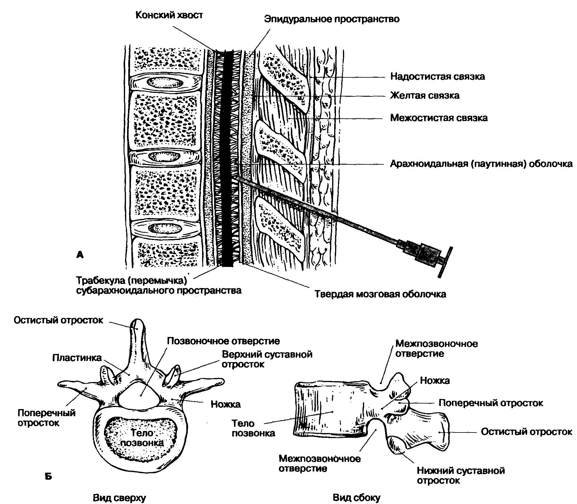 Каудальная анестезия анатомия. Сагиттальный разрез позвоночника. Анатомия эпидурального пространства. Схема эпидурального пространства.