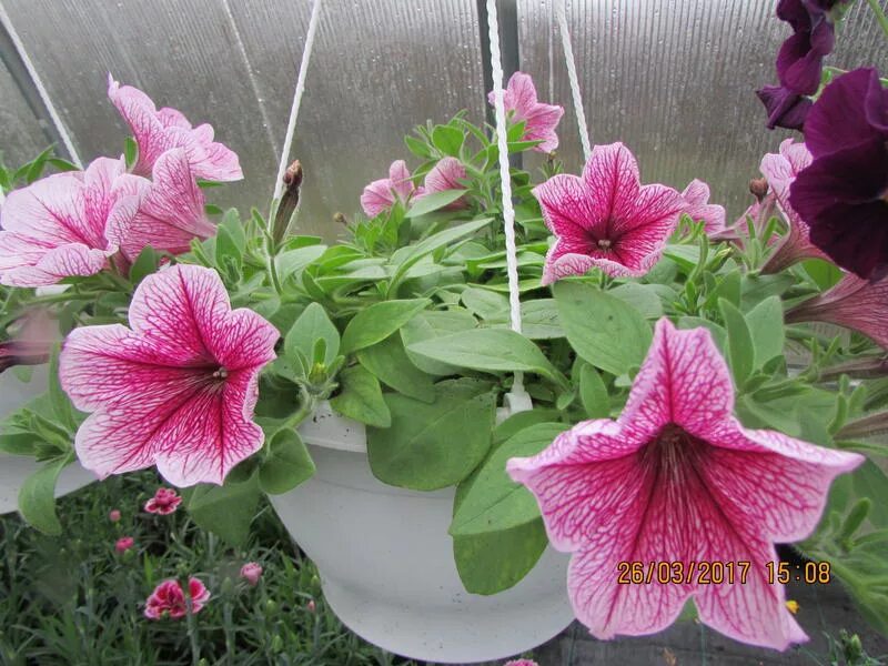 петуния ампельная опера распберри айс. петуния опера малиновые жилки. петуния ампельная опера распберри айс. петуния эксплорер маджента. петуния малиновый каприз f1.