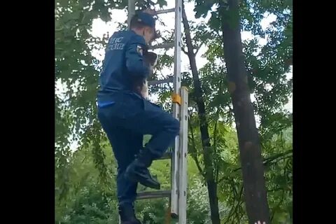 Что делать если застрял на дереве