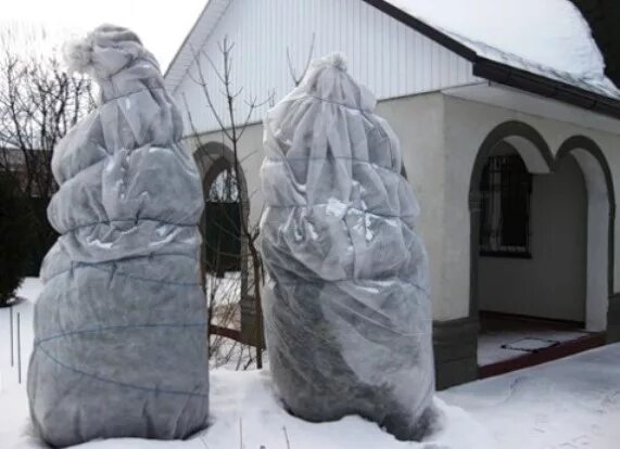 Тую на зиму надо укрывать. Укрыть тую на зиму. укрытие туй на зиму. укрыть туи на зиму. укрытие хвойников на зиму в подмосковье.