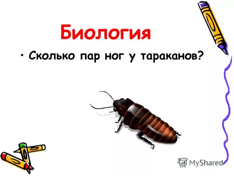 Сколько ног у таракановых. Сколько конечностей у таракана. сколько ног у таракана. сколько у тараканов ног. сколько ножек у таракана.