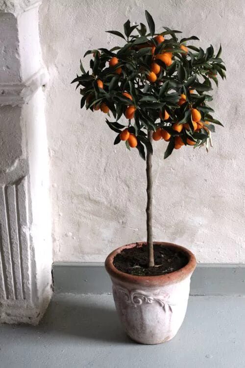 Variegated Orange tree In the Garden: House Plants Bonsai fruit tree, Potted tre