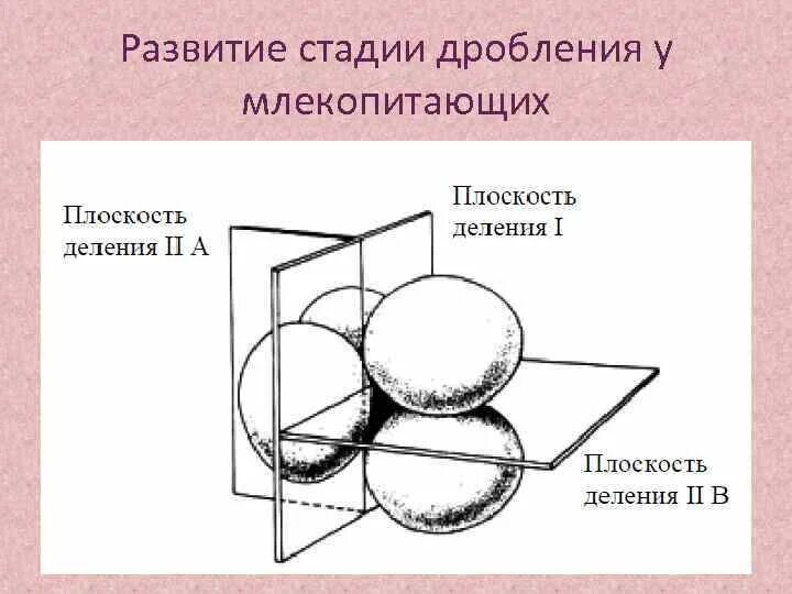 Развитие птиц и млекопитающих. Какой тип дробления у млекопитающих. особенности дробления млекопитающих. локализация процесса дробления у млекопитающих. спиральное дробление.