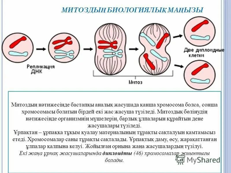 митоз и мейоз таблица набор хромосом. фазы мейоза егэ биология. кариокинез способность. интерфаза 1 мейоза процессы. генетический набор профазы митоза.