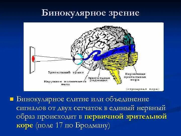 Зрительная зона коры больших полушарий фоторецепторы. Зрительный анализатор бинокулярное зрение.