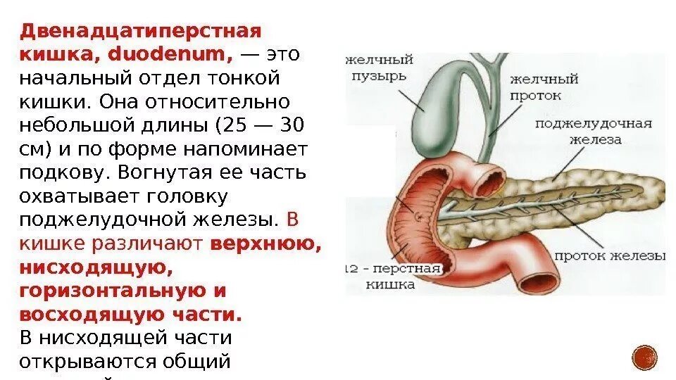 12 Перстная кишка анатомия строение и функции. Функции анатомия человека 12перстной кишки. Пищеварительная система 12 перстной кишки. Функции 12 перстной кишки. Соединение протоком с поджелудочной железой желудок