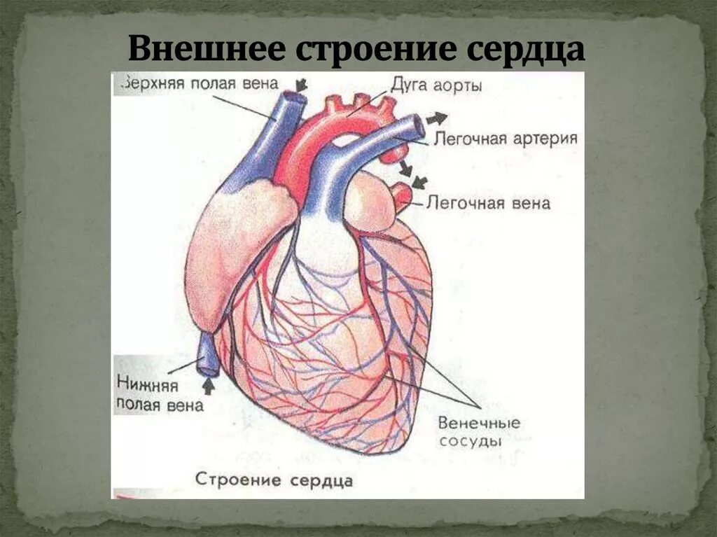 Обозначьте рисунок строение сердца