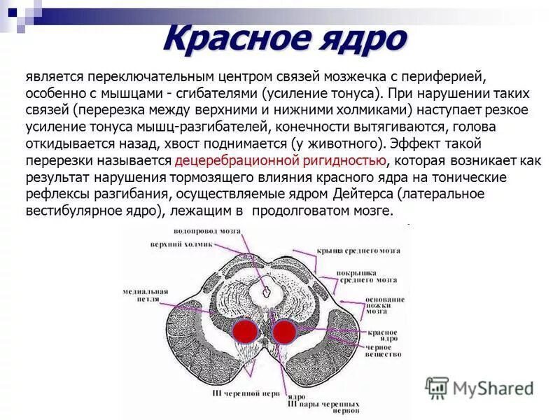 Область ядра мозга. Средний мозг красное ядро черная субстанция. Средний мозг красное ядро. Красные ядра среднего мозга функции. Средний мозг функции ядер.