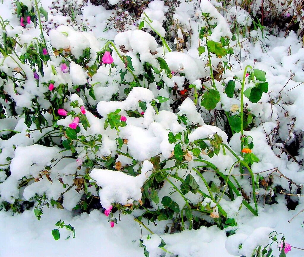 Под снегом есть воздух. Трава под снегом. Растения под снегом. Растения под снегом зимой. Растения под сугробом.