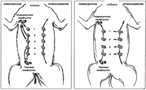 Узлы молочной железы у собаки. Лимфоузлы молочных желез у собак. Лимфатические узлы молочных желез собаки. Лимфоузлы собаки молочные железы. Увеличенные лимфоузлы у кота