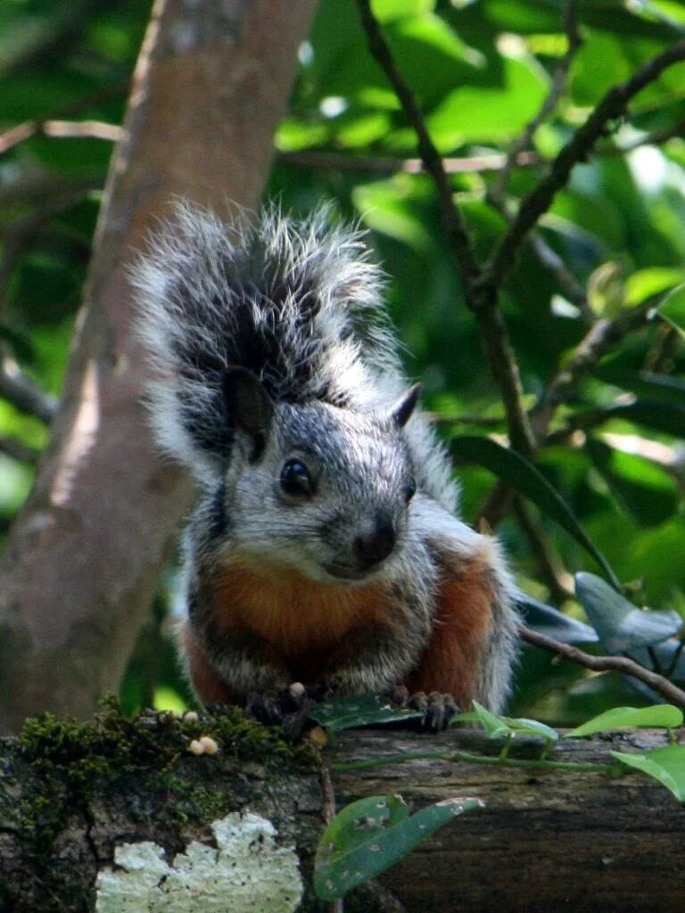 Пестрая белка. Белка Коста Рика. Sciurus VARIEGATOIDES. Пёстрая белка. Белка Стейнджера.