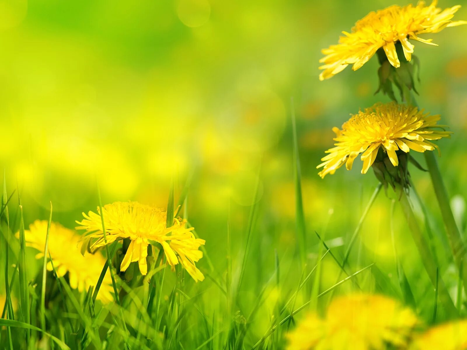 Лето трава. Солнечные лучи. Трава солнце. Золотой луг пришвина. Весенний фон на рабочий стол.