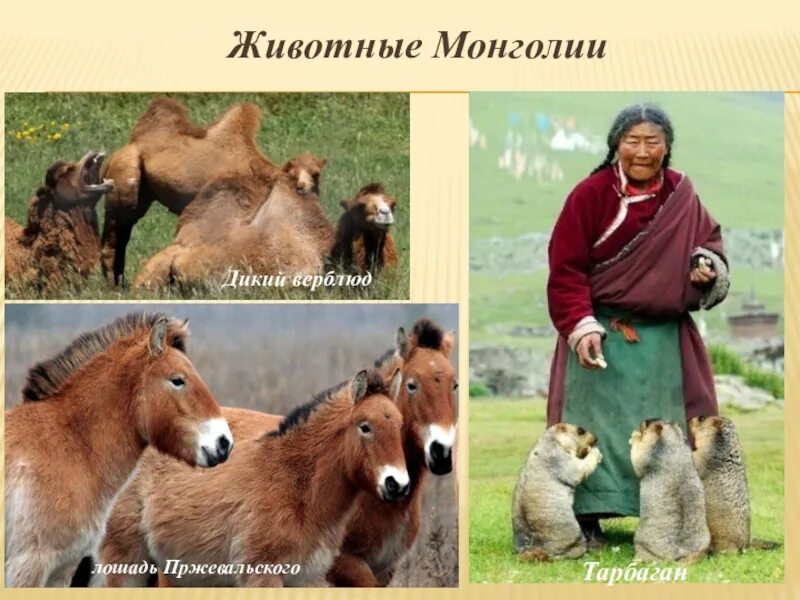 Как называют монголию