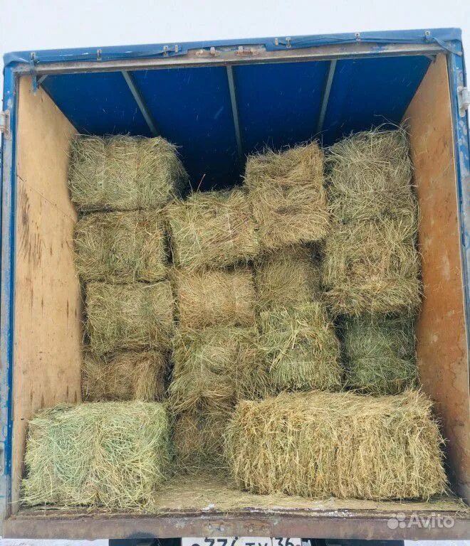 Сено в тюках. Тюк сена вес 500кг. Сено люцерны в тюках. Тюк 20-25кг тюк. Куда продать тюки.