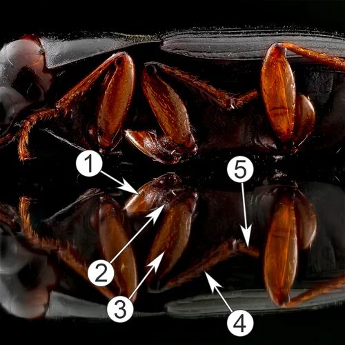 Сегментация тела насекомых. Сегментированное тело членистоногих. Тип Членистоногие сегментированное тело. Фото сегментированное тело насекомых. Сегментированное тело у каких