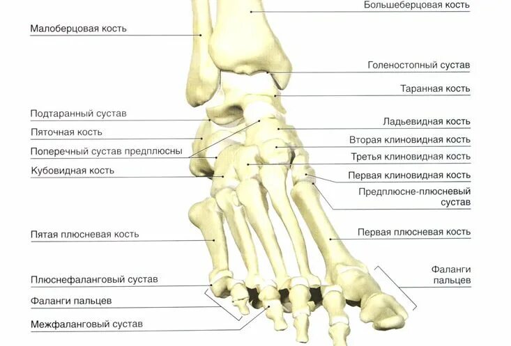 Суставы стопы ног. Кости стопы анатомия. кости стопы голеностопный сустав. голеностопный сустав анатомия строение кости.