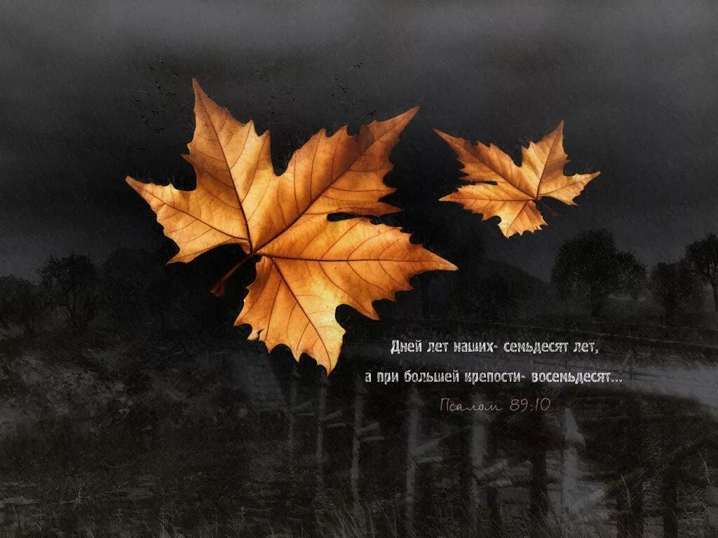 цитаты про осень. цитаты про осень. цитаты на листе. про осень прикольные. осень цитаты красивые.