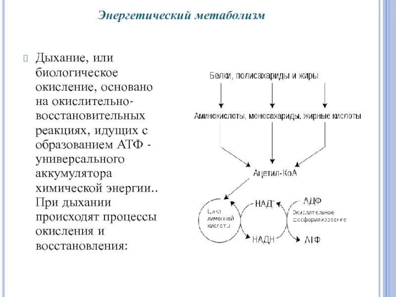 Атф анаболизма. Энергетический метаболизм (биологическое окисление).. Окислительно-восстановительные процессы в метаболизме. Современная схема биологического окисления. Дыхание и обмен веществ.