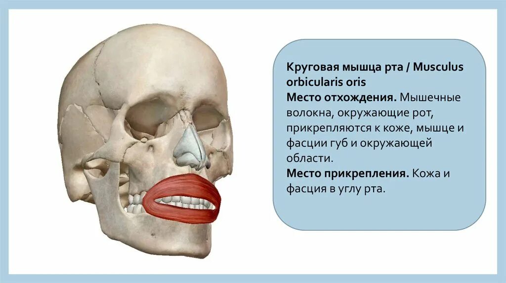 Мышцы рта функции. Круговая мышца рта анатомия. круговая мышца рта прикрепление. круговая рта мышца функции и расположение.