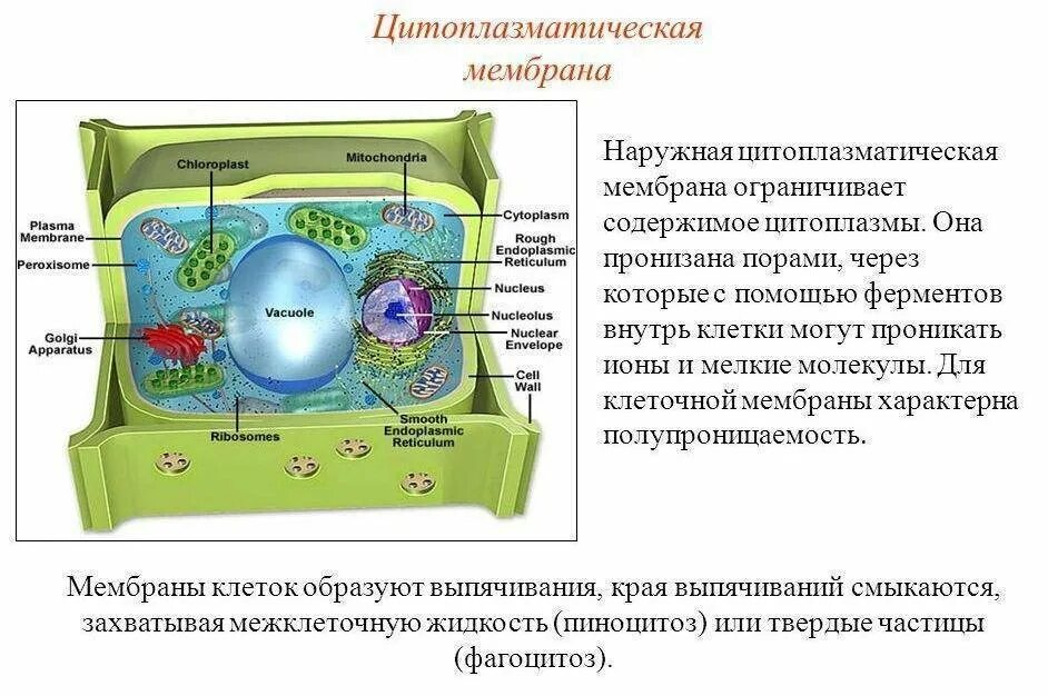 Мембрана растительной клетки функции. Строение цитоплазматической мембраны растительной клетки. Строение цитоплазматической мембраны животной клетки. Растительная клетка где мембрана. Строение и функции цитоплазматической мембраны клетки.